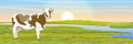 A white-brown cow in a meadow near the river. Dawn or sunset. Countryside. Royalty Free Stock Photo